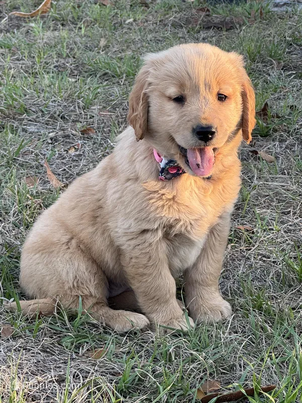 AKC Golden Retriever puppy 
