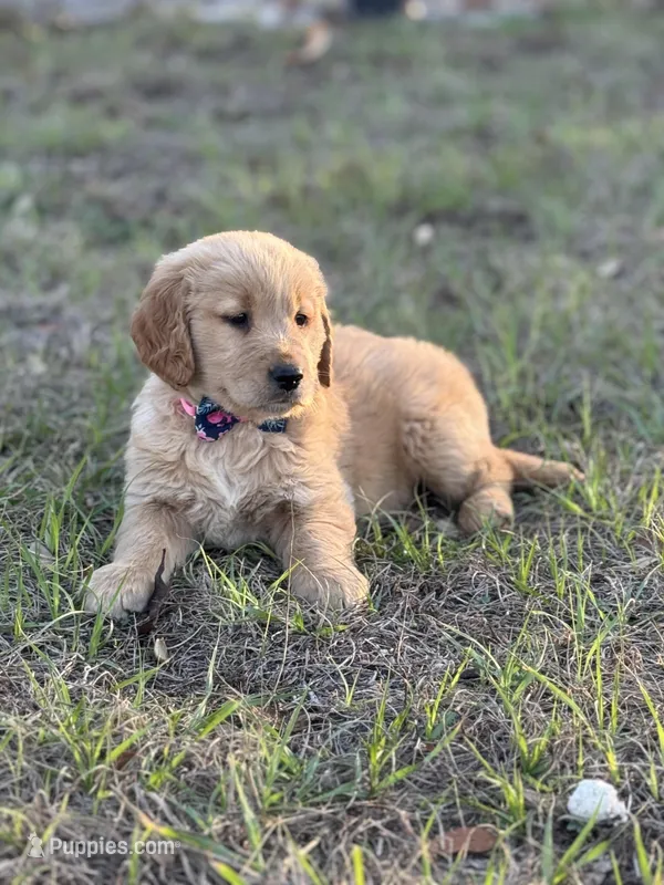 AKC Female Golden Retriever 