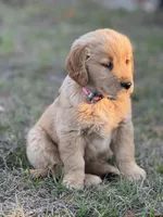 AKC Golden Retriever puppy , a female Golden Retriever for sale in Spring Hill, FL – Photo 2 of 9