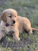 AKC Golden Retriever puppy , a female Golden Retriever for sale in Spring Hill, FL – Photo 4 of 9