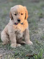 AKC Golden Retriever puppy , a female Golden Retriever for sale in Spring Hill, FL – Photo 5 of 9