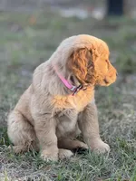 AKC Golden Retriever puppy , a female Golden Retriever for sale in Spring Hill, FL – Photo 7 of 9