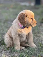 AKC Golden Retriever puppy , a female Golden Retriever for sale in Spring Hill, FL – Photo 6 of 9