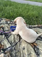 AKC Labrador Retriever , a male Labrador Retriever for sale in Spring Hill, FL – 3 of 9
