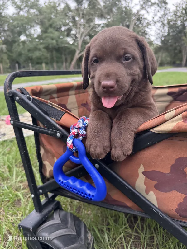 AKC Labrador Retriever Male – Labrador Retriever puppy for sale in Spring Hill, FL