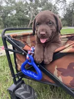 AKC Labrador Retriever Male, a male Labrador Retriever for sale in Spring Hill, FL – 1 of 7