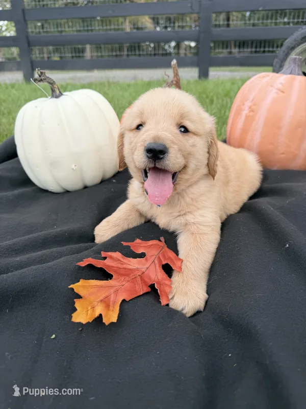 AKC Male Golden Retriever  – Golden Retriever puppy for sale in Spring Hill, FL