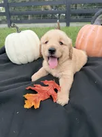 AKC Male Golden Retriever , a male Golden Retriever for sale in Spring Hill, FL – 1 of 9