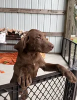 AKC Labrador Retriever Male, a male Labrador Retriever for sale in Spring Hill, FL – 3 of 10