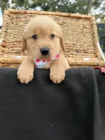 AKC Golden Retriever , a female Golden Retriever for sale in Spring Hill, FL – 7 of 10