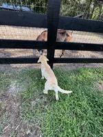 Amalfi - AKC Labrador Retriever , a female Labrador Retriever for sale in Spring Hill, FL – 6 of 9