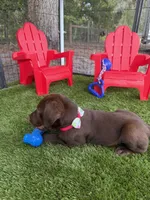 AKC Female Labrador Retriever , a female Labrador Retriever for sale in Spring Hill, FL – 3 of 10