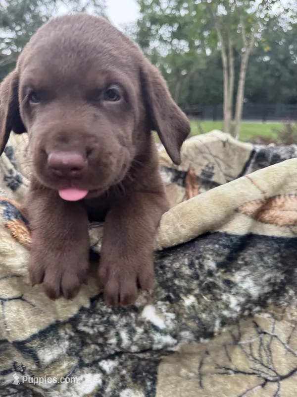 AKC Female Labrador Retriever  – Labrador Retriever puppy for sale in Spring Hill, FL