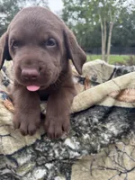 AKC Female Labrador Retriever , a female Labrador Retriever for sale in Spring Hill, FL – 1 of 8
