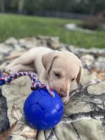 AKC Labrador Retriever , a male Labrador Retriever for sale in Spring Hill, FL – 8 of 9
