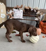 AKC Labrador Retriever Male, a male Labrador Retriever for sale in Spring Hill, FL – 6 of 10
