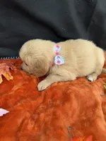 AKC Golden Retriever , a female Golden Retriever for sale in Spring Hill, FL – 5 of 10