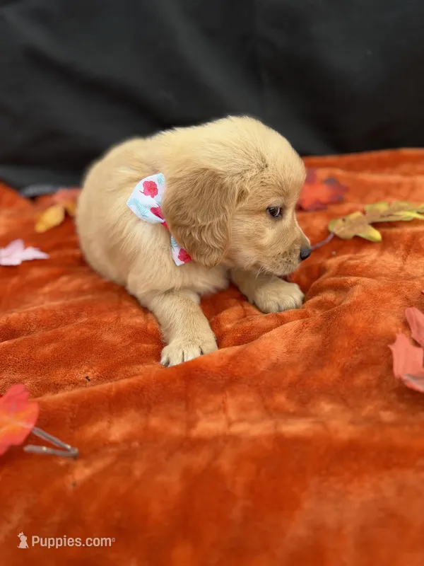 AKC Golden Retriever  – Golden Retriever puppy for sale in Spring Hill, FL