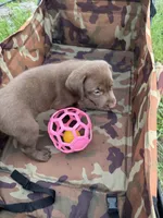 AKC Female Labrador Retriever , a female Labrador Retriever for sale in Spring Hill, FL – 3 of 8