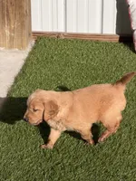 AKC Golden Retriever Male , a male Golden Retriever for sale in Spring Hill, FL – 7 of 9
