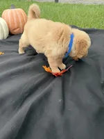 AKC Male Golden Retriever , a male Golden Retriever for sale in Spring Hill, FL – 7 of 9
