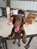 AKC Labrador Retriever Male, a male Labrador Retriever for sale in Spring Hill, FL – 7 of 8