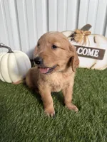 AKC Golden Retriever Male , a male Golden Retriever for sale in Spring Hill, FL – 2 of 9