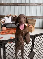 AKC Labrador Retriever Male, a male Labrador Retriever for sale in Spring Hill, FL – 10 of 10
