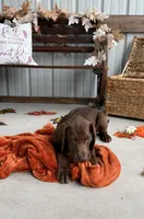 AKC Labrador Retriever Male, a male Labrador Retriever for sale in Spring Hill, FL – 6 of 8
