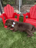 AKC Female Labrador Retriever , a female Labrador Retriever for sale in Spring Hill, FL – 9 of 10