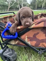 AKC Labrador Retriever Male, a male Labrador Retriever for sale in Spring Hill, FL – 7 of 7