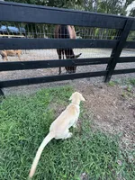 Amalfi - AKC Labrador Retriever , a female Labrador Retriever for sale in Spring Hill, FL – 8 of 9