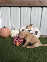  AKC Golden Retriever female , a female Golden Retriever for sale in Spring Hill, FL – 5 of 5