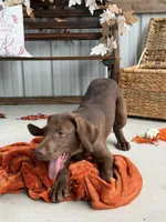 AKC Labrador Retriever Male, a male Labrador Retriever for sale in Spring Hill, FL – 3 of 8