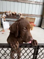 AKC Labrador Retriever Male, a male Labrador Retriever for sale in Spring Hill, FL – 2 of 8