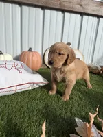 AKC Golden Retriever Male , a male Golden Retriever for sale in Spring Hill, FL – 5 of 9