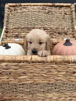 AKC Male Golden Retriever , a male Golden Retriever for sale in Spring Hill, FL – 4 of 9