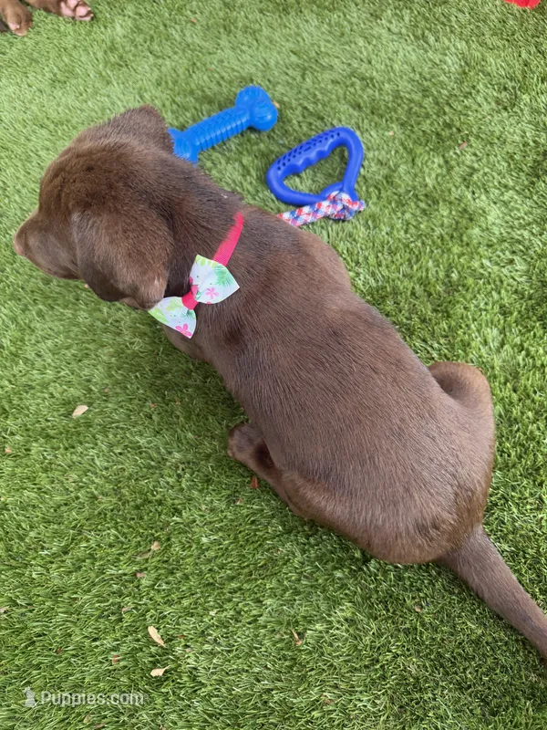 AKC Female Labrador Retriever  – Labrador Retriever puppy for sale in Spring Hill, FL