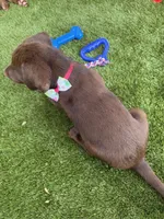 AKC Female Labrador Retriever , a female Labrador Retriever for sale in Spring Hill, FL – 2 of 10