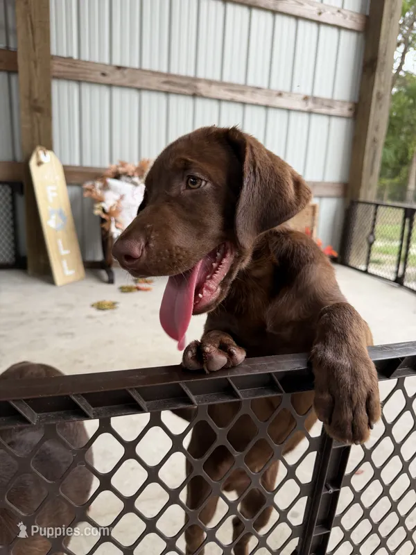 AKC Labrador Retriever Male – Labrador Retriever puppy on hold in Spring Hill, FL