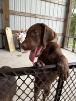 AKC Labrador Retriever Male, a male Labrador Retriever for sale in Spring Hill, FL – 1 of 8