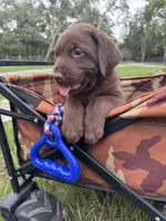 AKC Labrador Retriever Male, a male Labrador Retriever for sale in Spring Hill, FL – 2 of 7