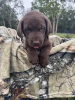 AKC Female Labrador Retriever , a female Labrador Retriever for sale in Spring Hill, FL – 7 of 8