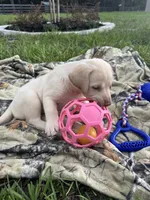AKC Labrador Retriever , a male Labrador Retriever for sale in Spring Hill, FL – 4 of 9
