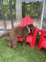 AKC Female Labrador Retriever , a female Labrador Retriever for sale in Spring Hill, FL – 10 of 10