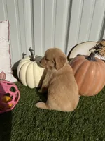 AKC Golden Retriever Male , a male Golden Retriever for sale in Spring Hill, FL – 4 of 9