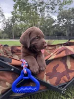 AKC Labrador Retriever Male, a male Labrador Retriever for sale in Spring Hill, FL – 5 of 7
