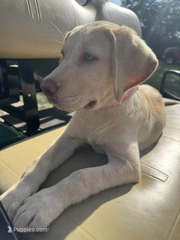 Amalfi - AKC Labrador Retriever  – Labrador Retriever puppy for sale in Spring Hill, FL