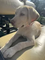 Amalfi - AKC Labrador Retriever , a female Labrador Retriever for sale in Spring Hill, FL – 1 of 9
