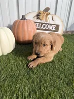 AKC Golden Retriever Male , a male Golden Retriever for sale in Spring Hill, FL – 6 of 9